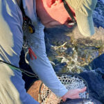 A beautiful Lady Evelyn Brook Trout
