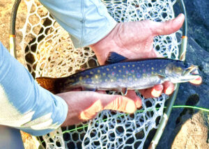 Brook Trout from TheLady Evelyn River