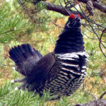 One of the many Spruce Grouse that visited us on our trip
